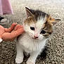 animal, black, brown, carpet, cat, curious, cute, domestic, feline, fur, hand, indoor, kitten, paw, pet, small, soft, whiskers, white, young