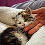 Shoko is registered to the contest to win money with this photo: animal, blanket, cat, closeup, comfort, cozy, cute, domestic, feline, fur, hand, indoor, kitten, pet, resting, sleepy, soft, tiny, warm, young