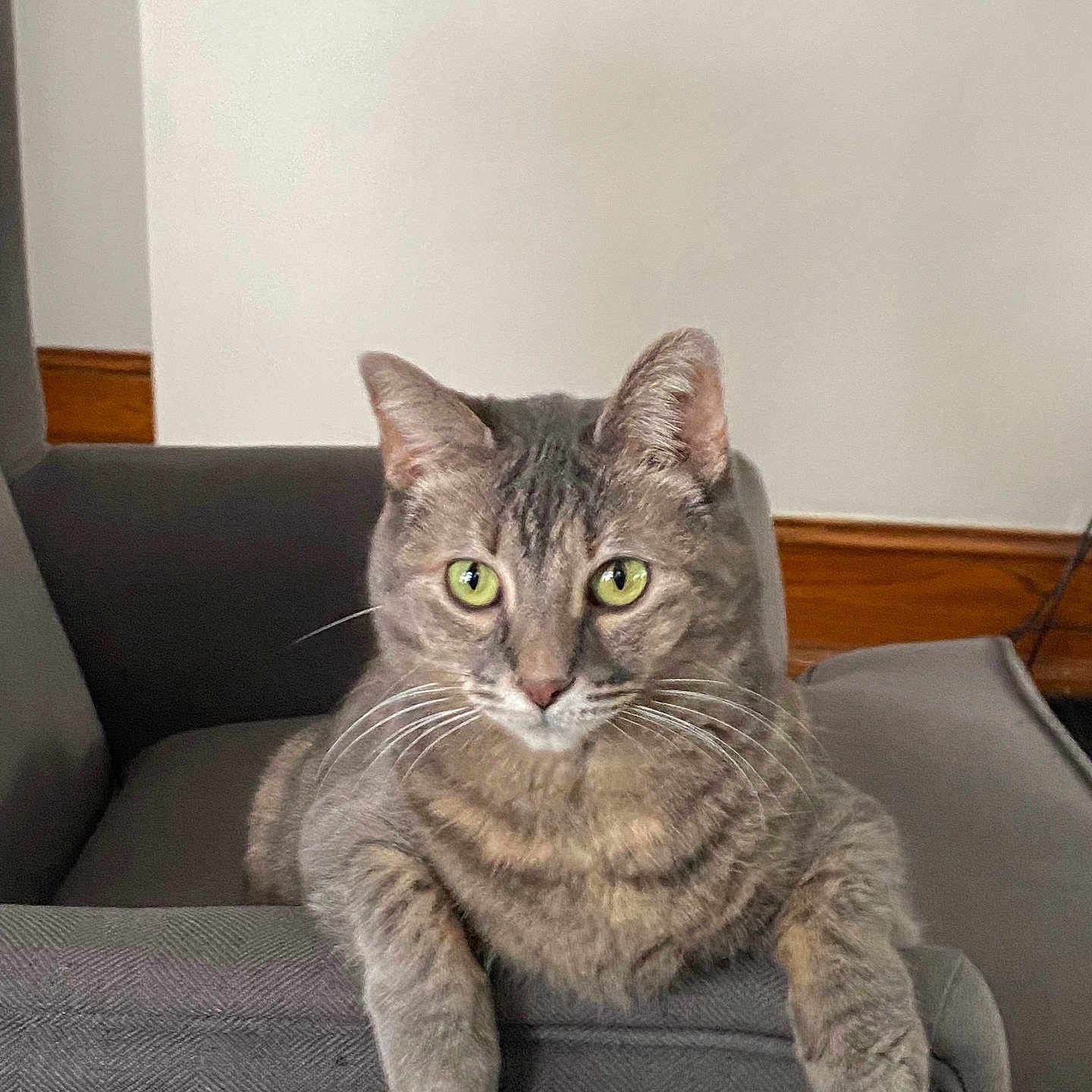 Lulu