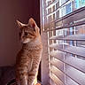 cat, orange_tabby, window, blinds, sunlight, indoor, pet, feline, cozy, blanket, curious, sitting, fur, animal, domestic, portrait, side_view, warm_light, relaxed, whiskers