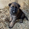 Thor is registered to the contest to win money with this photo: puppy, dog, young, hay, outdoor, animal, cute, fur, pet, brown, black, sitting, looking, portrait, nature, small, adorable, canine, face, ears