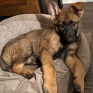 Thor joined the competition — help win amazing prizes! puppy, dog, german_shepherd, pet_bed, indoor, wood_floor, wood_furniture, curious, brown_fur, black_mask, ears, resting, young_dog, canine, domestic, cozy, animal, flooring, relaxed, bed