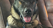 Thor is registered to the contest to win money with this photo: dog, german_shepherd, pet, animal, canine, indoor, armchair, brown, fur, tongue_out, ears, relaxed, comfortable, portrait, closeup, domestic, house, furniture, natural_light, alert