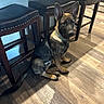 Thor is registered to the contest to win money with this photo: dog, german_shepherd, puppy, indoor, flooring, wood_floor, stool, leather, furniture, pet, animal, ears, collar, sitting, brown, black, light, shadow, home, cute
