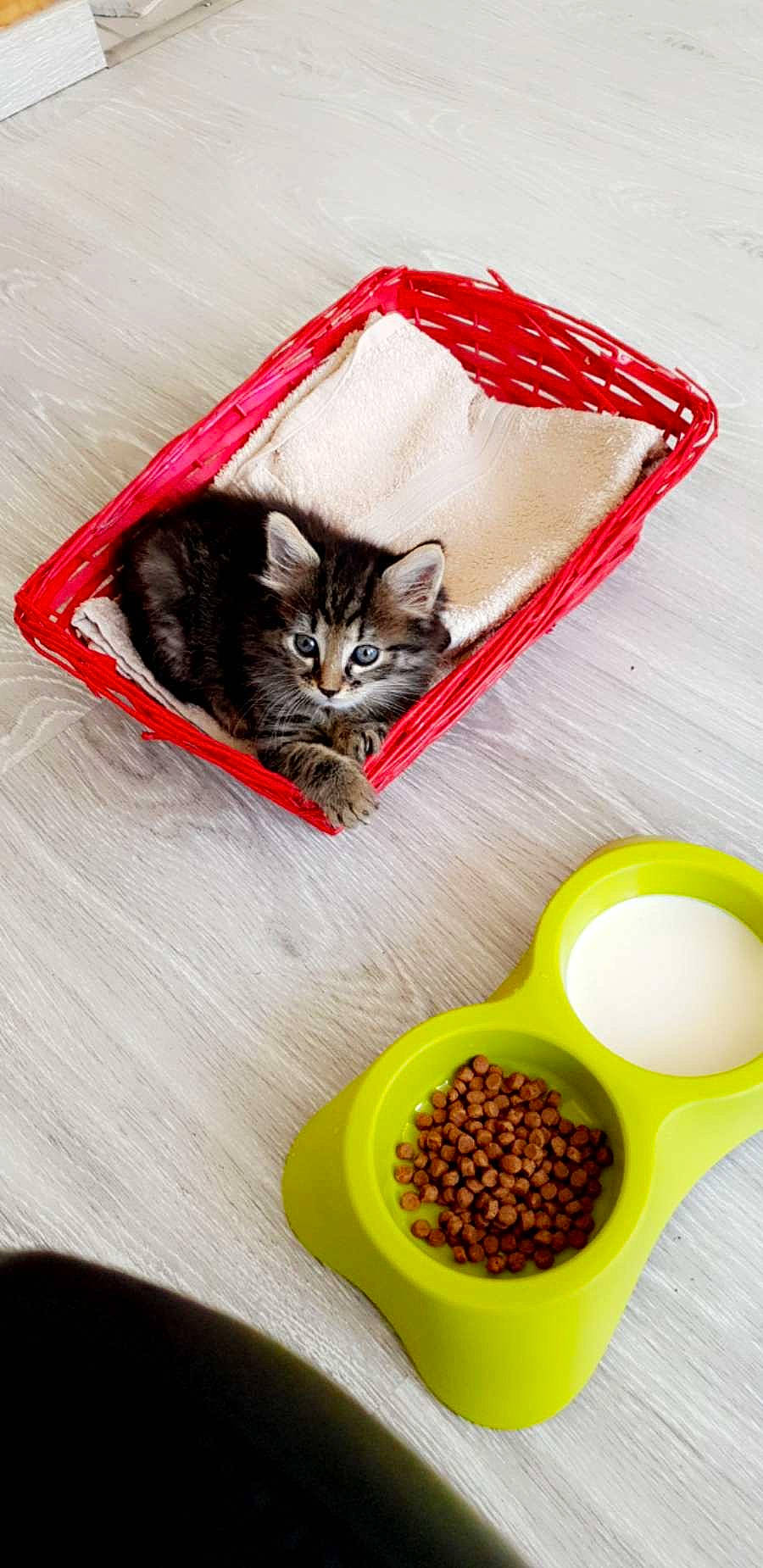 Pastis a rejoint le concours — aidez-le/la à gagner de superbes lots ! carnivore, cat, cat_supply, domestic_short_haired_cat, drink, felidae, food, fruit, ingredient, legume_family, linens, natural_foods, pet_food, small_to_medium_sized_cats, spice, superfood, table, tableware, vegetable, whiskers