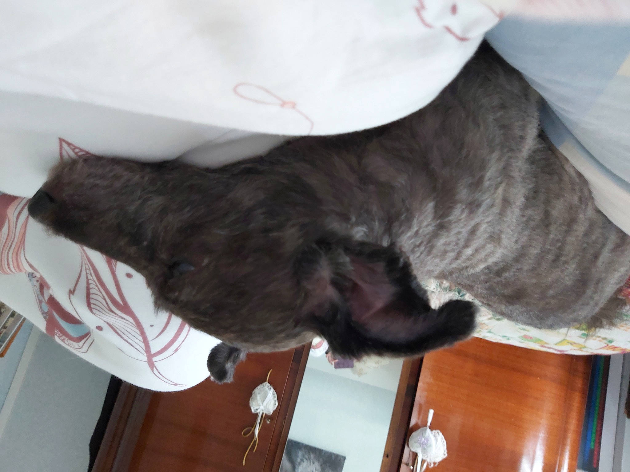 Fifi a rejoint le concours — aidez-le/la à gagner de superbes lots ! canidae, carnivore, cat, comfort, companion_dog, dog_breed, ear, felidae, fur, gesture, hardwood, liver, mammal, small_to_medium_sized_cats, snout, sporting_group, tail, vertebrate, whiskers, wood