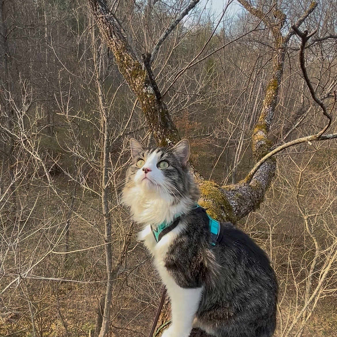 Acre joined the competition — help win amazing prizes! adventure, animal, bare_trees, branch, cat, curious, daylight, feline, forest, fur, green_eyes, harness, leash, moss, nature, outdoor, pet, tree, wildlife, winter