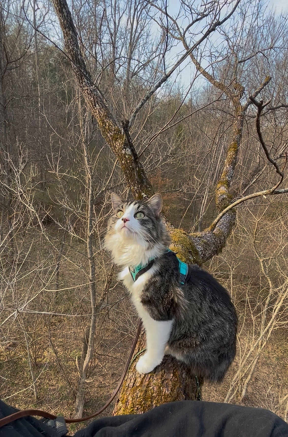 Acre joined the competition — help win amazing prizes! cat, tree, harness, outdoor, nature, bare_trees, branch, moss, animal, pet, forest, winter, curious, feline, wildlife, daylight, leash, fur, green_eyes, adventure