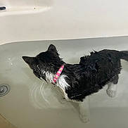 Acre is registered to the contest to win money with this photo: cat, wet, bathtub, water, collar, pink, plaid, fur, pet, animal, indoor, exploring, cautious, white_paws, black_fur, domestic, bath, curious, side_view, household