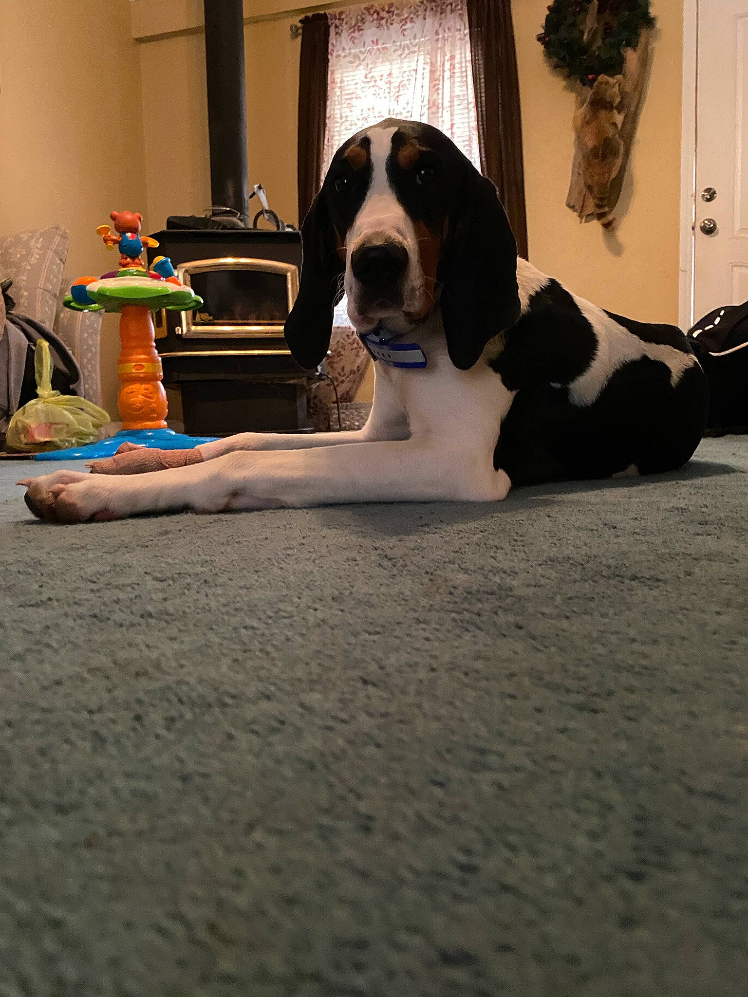 Hammer joined the competition — help win amazing prizes! ball, canidae, carmine, carnivore, comfort, companion_dog, dog, dog_breed, flooring, fur, great_dane, gun_dog, houseplant, human_leg, living_room, sitting, sporting_group, tail, wood, working_animal