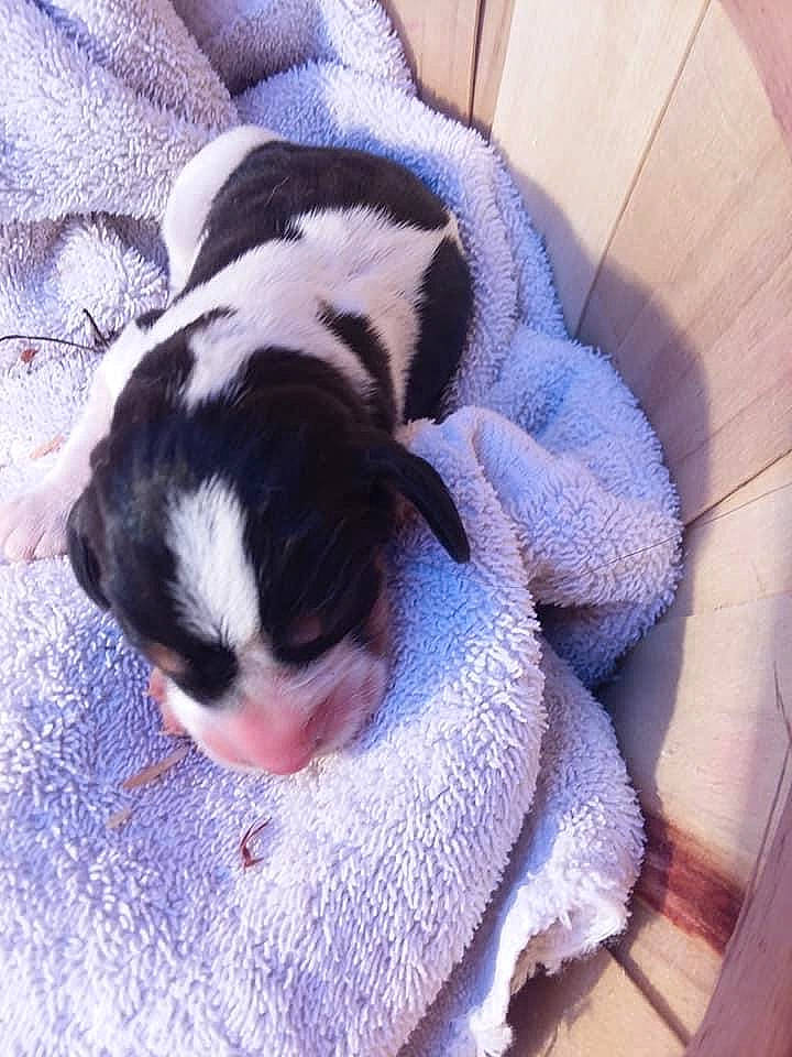 Hammer joined the competition — help win amazing prizes! bulldog, canidae, carnivore, comfort, companion_dog, dog, dog_breed, electric_blue, fawn, felidae, fur, paw, puppy_love, small_to_medium_sized_cats, snout, sporting_group, tail, toy_dog, whiskers, working_animal