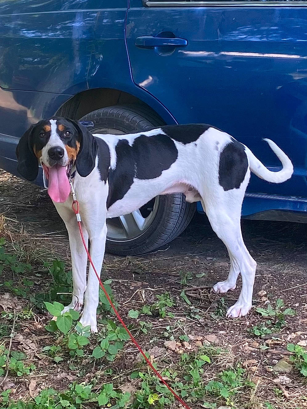 Hammer joined the competition — help win amazing prizes! automotive_exterior, automotive_lighting, automotive_tire, car, carnivore, collar, companion_dog, dog, dog_breed, fawn, fender, grass, hood, land_vehicle, snout, tail, vehicle, vehicle_door, wheel, working_animal