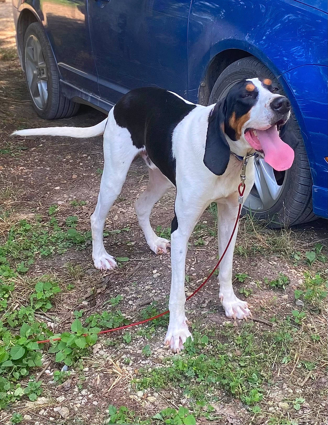 Hammer is registered to the contest to win money with this photo: automotive_tire, canidae, car, carnivore, collar, companion_dog, dog, dog_breed, dog_collar, dog_supply, door, fawn, fender, grass, tail, tire, vehicle, vehicle_door, wheel, working_animal