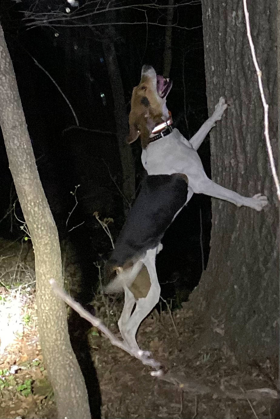 Jr is registered to the contest to win money with this photo: art, canidae, carnivore, collar, companion_dog, dog, dog_breed, dog_collar, dog_supply, fawn, forest, leash, plant, recreation, snout, sporting_group, tail, tree, trunk, twig