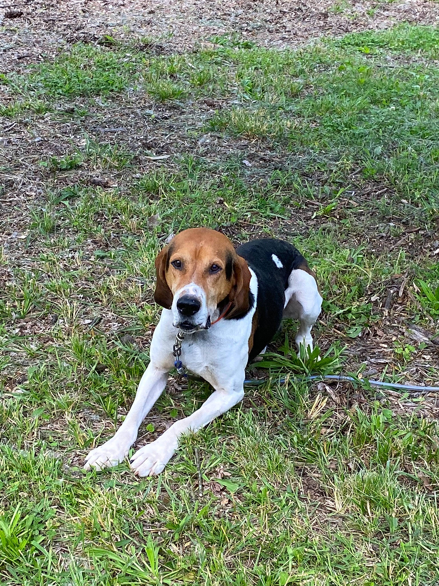 Jr is registered to the contest to win money with this photo: canidae, carnivore, collar, companion_dog, dog, dog_breed, fawn, grass, groundcover, hound, hunting_dog, scent_hound, sporting_group, terrestrial_animal