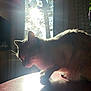 animal, cat, cozy, domestic, feline, fur, indoor, light_rays, morning_light, nature_outside, peaceful, pet, quiet, shadow, side_profile, silhouette, sunbeam, sunlight, table, window