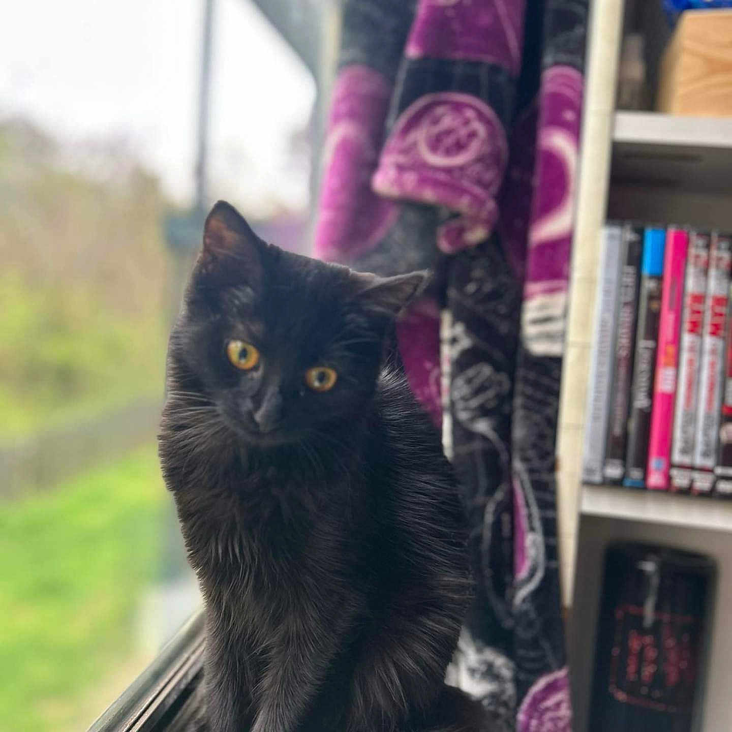 Sheeba joined the competition — help win amazing prizes! angora, animal, blackcat, blanket, bookcase, cat, cricket, cricketbat, furniture, indoors, kitten, manx, pet, shelf, sport, window, windowsill