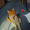 cat, orange_cat, white_cat, indoor, carpet, sunlight, heart_emoji, sparkle_emoji, feline, pet, domestic_animal, collar, cute, sitting, cozy, living_room, furniture, floor, shadow, adorable
