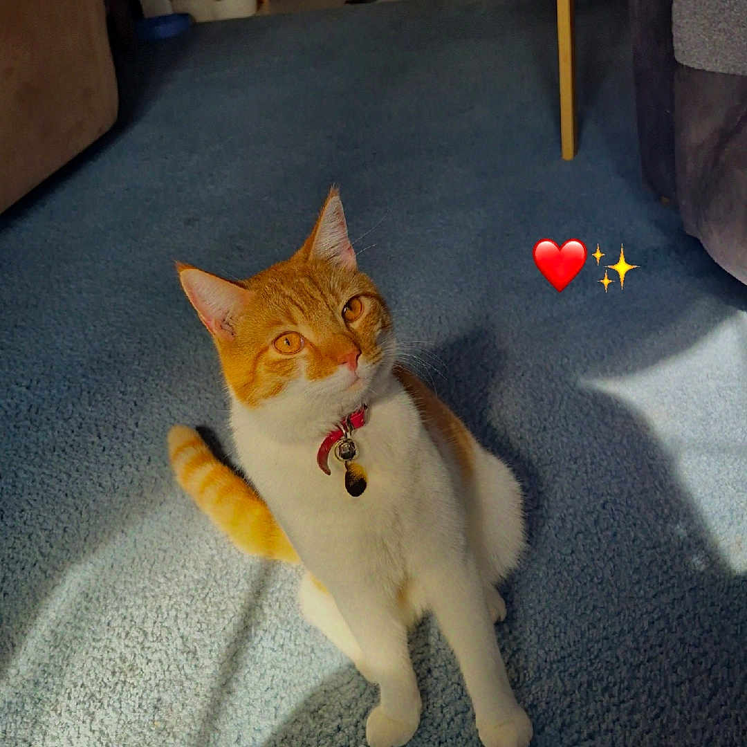 Mango is registered to the contest to win money with this photo: cat, orange_cat, white_cat, indoor, carpet, sunlight, heart_emoji, sparkle_emoji, feline, pet, domestic_animal, collar, cute, sitting, cozy, living_room, furniture, floor, shadow, adorable