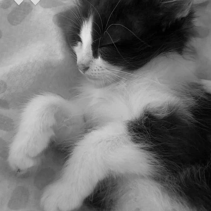 Nala participe au concours pour gagner de l'argent avec cette photo : adorable, animal, black_and_white, blanket, closeup, cozy, cute, domestic_cat, feline, fur, indoor, kitten, paws, peaceful, pet, resting, sleeping, soft, whiskers, young