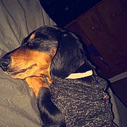 Critter James joined the competition — help win amazing prizes! animal, bed, black_and_tan, blanket, canine, collar, companion, cozy, cute, dachshund, dog, furniture, indoor, nap, pet, relaxing, resting, sleeping, sweater, wooden_dresser