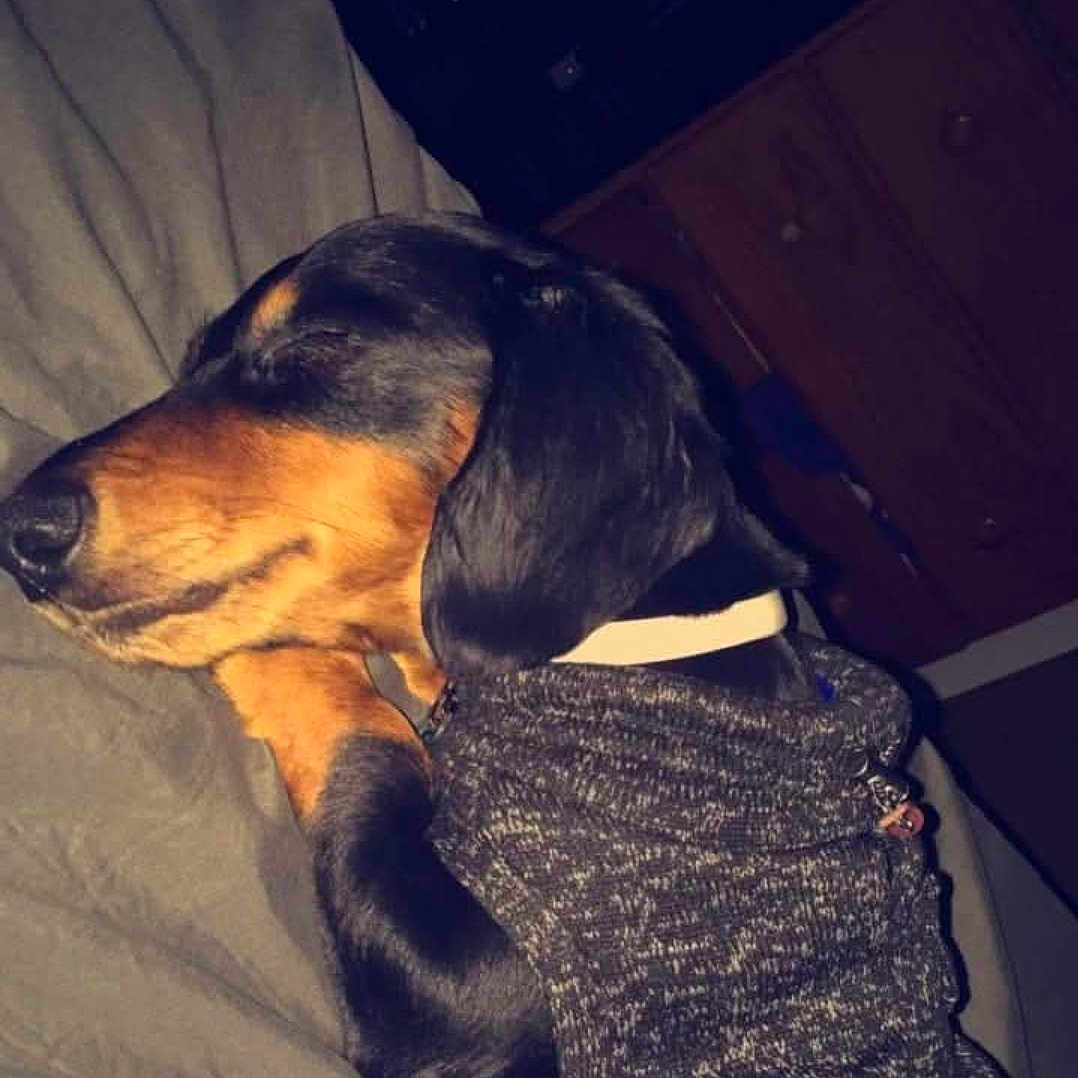 Critter James joined the competition — help win amazing prizes! animal, bed, black_and_tan, blanket, canine, collar, companion, cozy, cute, dachshund, dog, furniture, indoor, nap, pet, relaxing, resting, sleeping, sweater, wooden_dresser