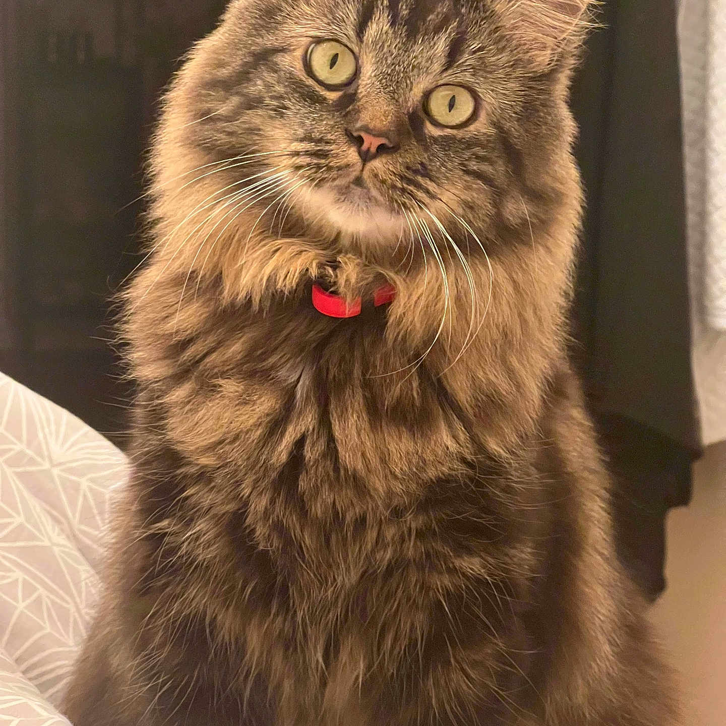 Benna participe au concours pour gagner de l'argent avec cette photo : animal, cat, closeup, collar, curious, cute, domestic, ears, eyes, feline, fluffy, fur, indoor, mammal, pet, portrait, sitting, soft_light, tabby, whiskers