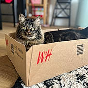 Benna a rejoint le concours — aidez-le/la à gagner de superbes lots ! cat, tabby, cardboard_box, indoor, floor, wooden_floor, rug, furniture, blurred_background, pet, animal, relaxed, domestic_cat, whiskers, ears, green_eyes, home, cozy, sitting, cute