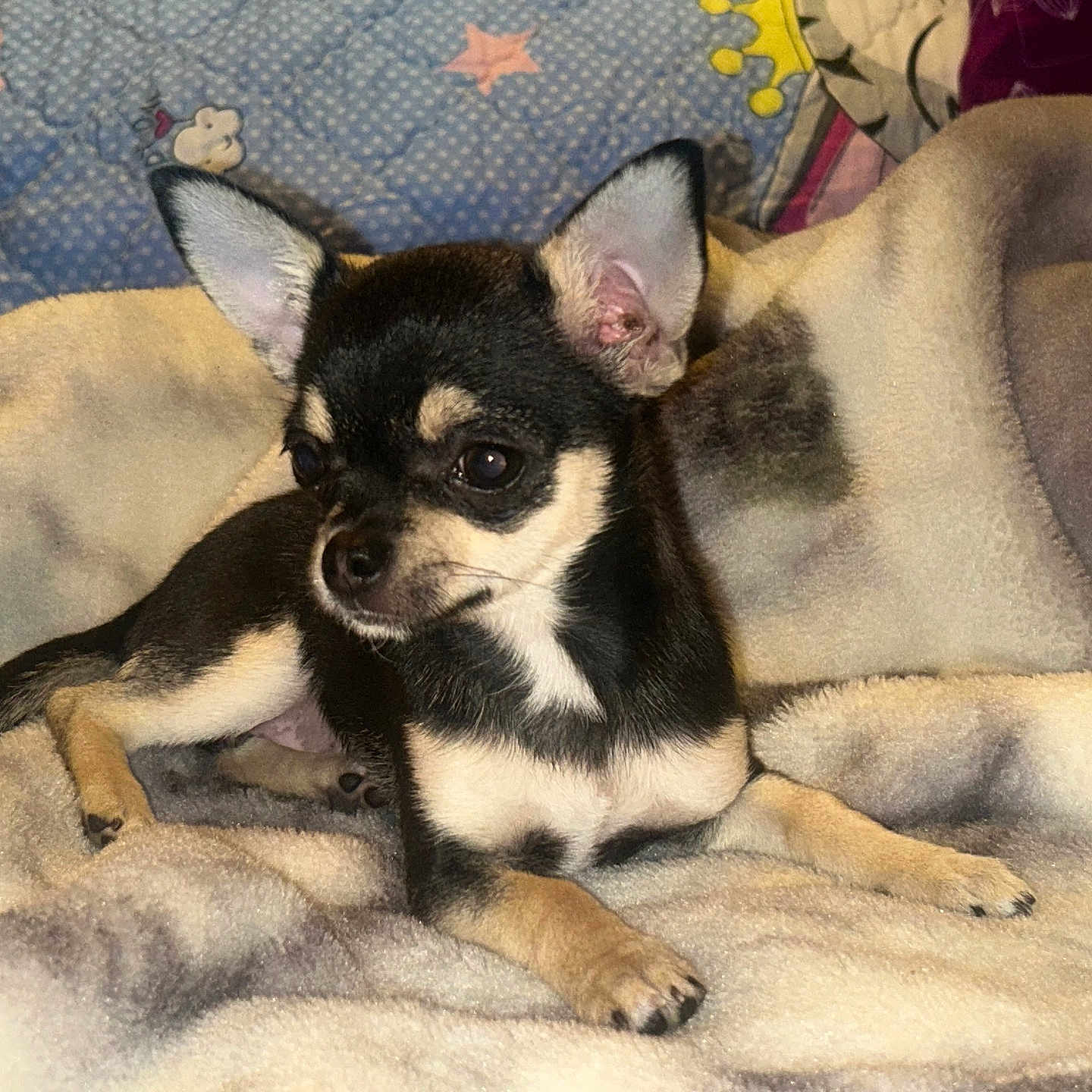 Vaïana a rejoint le concours — aidez-le/la à gagner de superbes lots ! animal, bed, bedroom, blanket, canine, chihuahua, cockerspaniel, couch, cushion, dog, furniture, homedecor, hound, indoors, linen, papillon, pet, puppy, quilt, room