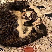 Myla joined the competition — help win amazing prizes! animal, bed, blanket, cat, cozy, curled_up, cute, domestic_cat, feline, indoor, pattern, paws, pet, resting, sleeping, soft, striped, tabby_cat, tail, whiskers