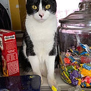 Raven-Cole joined the competition — help win amazing prizes! abyssinian, animal, candy, cat, closet, cream, cupboard, dessert, food, furniture, icing, jar, kitten, manx, pet, plant, pottedplant, shelf, sweets, tape