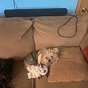 Linda is registered to the contest to win money with this photo: beige, blue_wall, canine, casual, couch, cozy, cushion, dog, door, fur, furniture, indoor, jacket, living_room, pet, plush_toy, relaxed, small_dog, stuffed_animal, toy