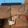 beige, blue_wall, canine, casual, couch, cozy, cushion, dog, door, fur, furniture, indoor, jacket, living_room, pet, plush_toy, relaxed, small_dog, stuffed_animal, toy