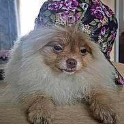 Bueno participe au concours pour gagner de l'argent avec cette photo : dog, pomeranian, fluffy, pet, indoor, wooden_surface, hat, floral_pattern, animal, fur, cute, portrait, face, paw, resting, closeup, domestic_animal, companion, adorable, background
