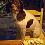brown_and_white, chair, cheese, christmas_tree, cozy, decoration, dog, domestic_animal, evening, festive, food, headband, holiday, indoor, meat, pet, plate, seat, table, wooden_table