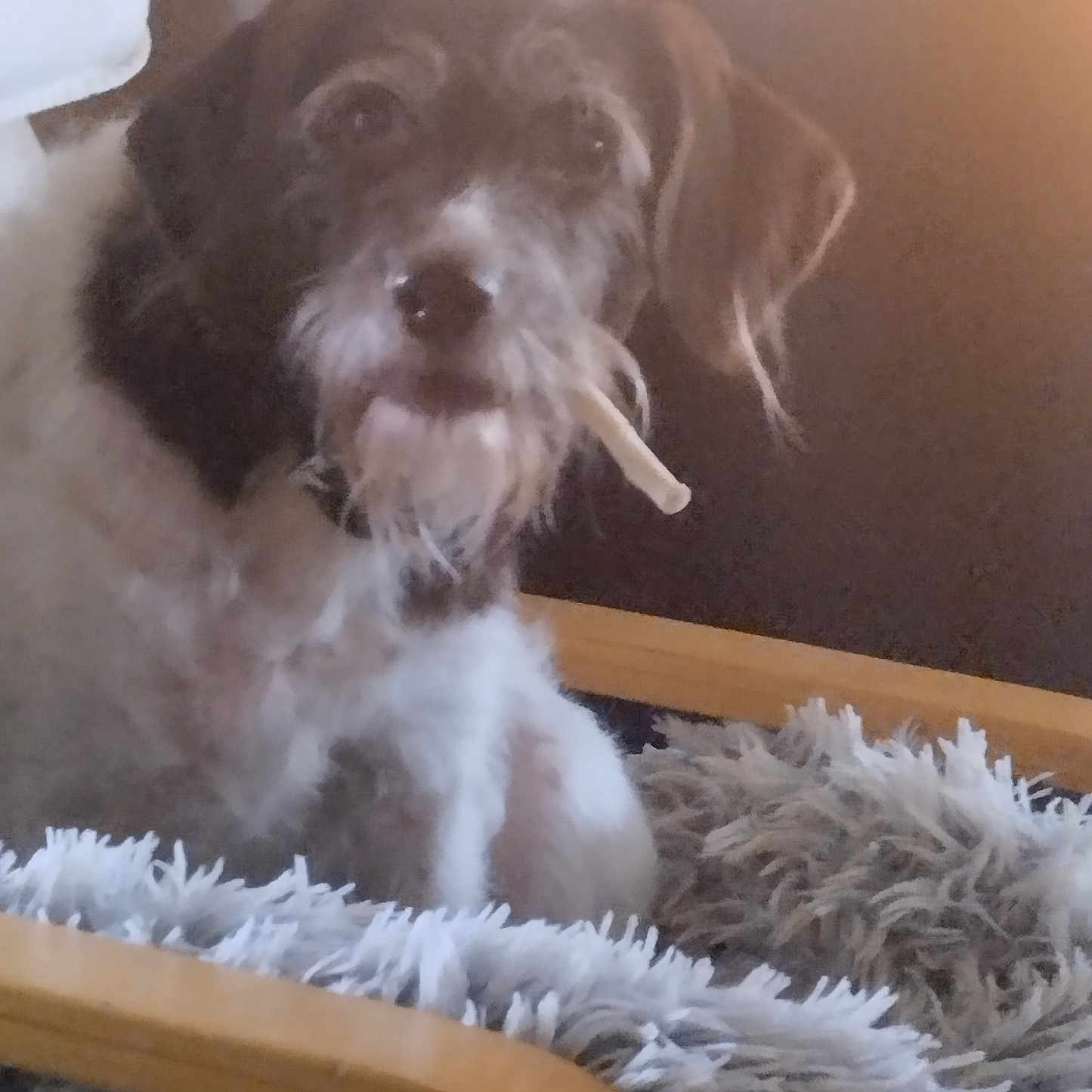 Mégane participe au concours pour gagner de l'argent avec cette photo : animal, blanket, canine, chair, chew_toy, closeup, comfort, cozy, dog, fluffy_blanket, fur, furry, indoor, light, mouth, pet, relaxed, resting, scruffy_dog, wooden_chair