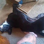 Bogie joined the competition — help win amazing prizes! animal, black_and_white, blur, canine, carpet, collar, dog, domestic, floor, furniture, household, indoor, leg, lying_down, person, pet, playful, relaxed, tattoo, wood