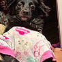 Luna joined the competition — help win amazing prizes! animal, black_dog, collar, cozy, cute, dog, ears, expression, fleece_sweater, fur, hand, indoors, looking_at_camera, paw, pet, pink, portrait, soft_texture, warm_clothing, white