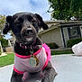 Luna is registered to the contest to win money with this photo: animal, black_dog, calm, canine, close_up, collar, daytime, dog, ears, fur, grass, house, lying_down, outdoor, pet, pink_shirt, snout, table, tags, tree