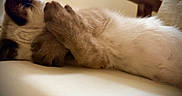 Burdy joined the competition — help win amazing prizes! cat, fluffy_cat, cream_fur, brown_markings, paws_up, lying_down, back, sleeping, relaxed, cozy, indoor, cushion, chair, wooden_railing, warm_lighting, close_up, pet, cute, feline, resting