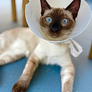 Burdy is registered to the contest to win money with this photo: cat, siamese_cat, pet, animal, cone, e_collar, blue_eyes, whiskers, pointed_ears, brown_fur, cream_fur, indoor, blanket, lying_down, portrait, close_up, looking_at_camera, funny, veterinary, soft_focus