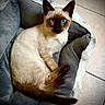 Burdy joined the competition — help win amazing prizes! cat, siamese_cat, blue_eyes, pet, animal, feline, indoors, cushion, bed, blanket, gray, cream, brown, pointed_ears, long_tail, lounging, relaxed, closeup, portrait, tile_floor