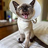 Burdy joined the competition — help win amazing prizes! cat, siamese_cat, pet, animal, feline, protective_cone, e_collar, open_mouth, teeth, fangs, hissing, angry, whiskers, blue_eyes, short_hair, sitting, bed, bedroom, indoors, portrait