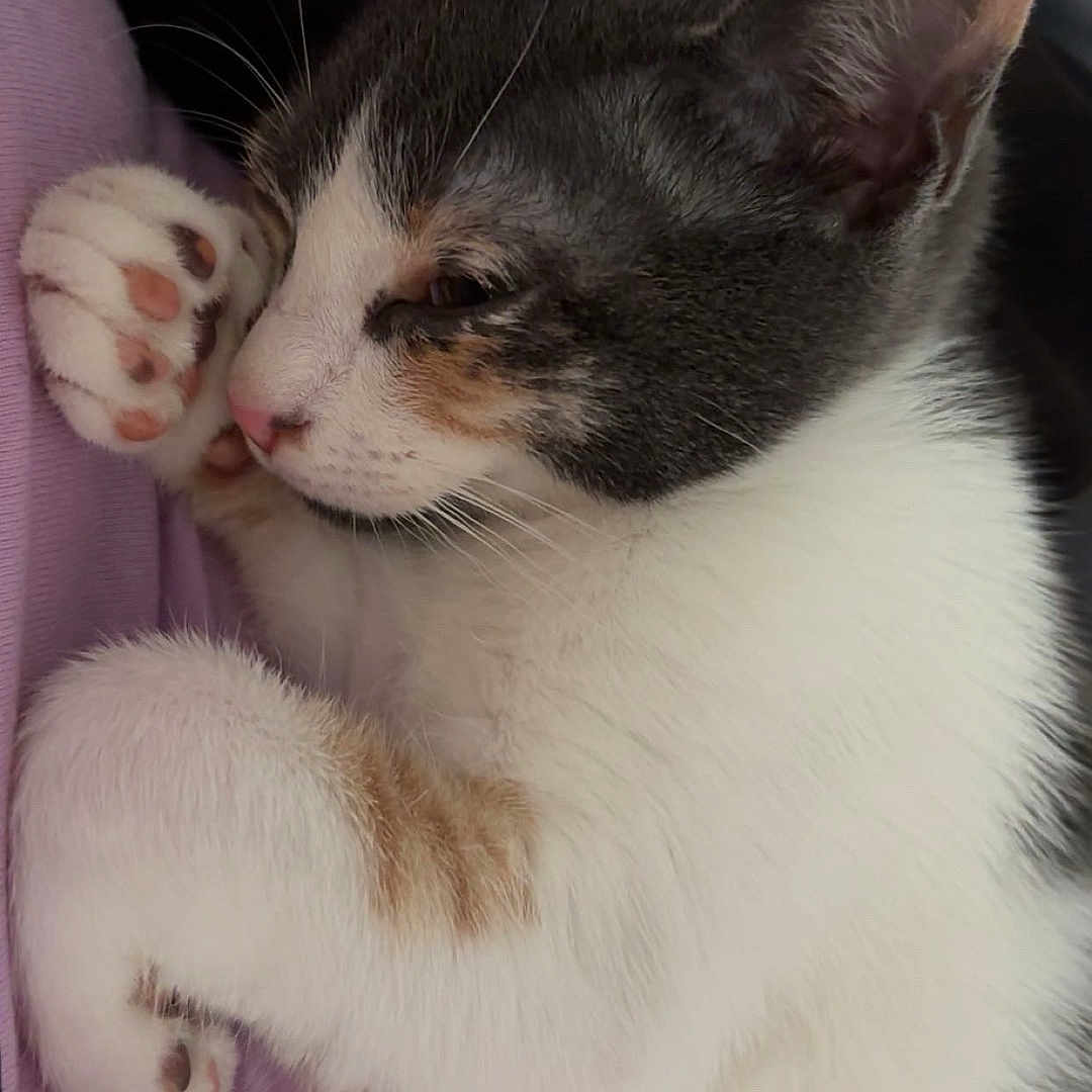 Nala