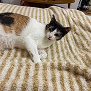 Nala participe au concours pour gagner de l'argent avec cette photo : cat, calico_cat, pet, animal, feline, striped_blanket, beige, white, cozy, indoor, relaxed, lying_down, fur, whiskers, ears, wooden_table, home, furniture, curious, closeup