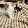 cat, calico_cat, pet, animal, feline, striped_blanket, beige, white, cozy, indoor, relaxed, lying_down, fur, whiskers, ears, wooden_table, home, furniture, curious, closeup