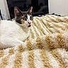 animal, blanket, calico_cat, cat, cozy, curious, domestic_cat, ears, eyes, fur, furniture, home, indoor, lying_down, pet, relaxed, soft_texture, striped_blanket, television, whiskers
