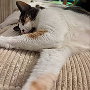 Nala a rejoint le concours — aidez-le/la à gagner de superbes lots ! animal, beige, blanket, cat, closeup, comfort, couch, cozy, domestic, feline, fur, home, indoor, laying, pet, relaxed, resting, stretching, television, whiskers
