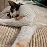 animal, beige, blanket, cat, closeup, comfort, couch, cozy, domestic, feline, fur, home, indoor, laying, pet, relaxed, resting, stretching, television, whiskers