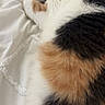animal, bed, calico_cat, cat, closeup, colorful, cozy, cute, domestic_cat, fluffy, fur, indoor, nap, peaceful, pet, relaxation, resting, sleeping, soft_texture, white_blanket
